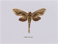 藏品(細銀斑舟蛾)的圖片